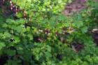 <b>Ribes</b> menziesii, Canyon