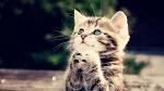 Showing What a Sincere Prayer is Like, God Will Surely Listen to ...