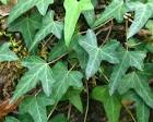 In the genus <b>Hedera</b> has only