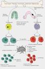 Immune System