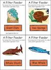 Food Chain Flashcards