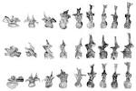 Barosaurus lentus AMNH 6341 dorsal sequence « Sauropod Vertebra ...
