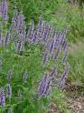 The second fantastic <b>Agastache</b>