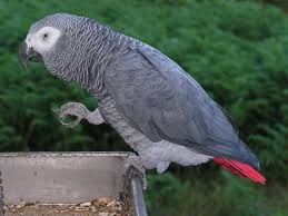 ^_____صور ببغاوات_____^ images?q=tbn:ANd9GcRGiKlg-3oj2eDONJzDwdGjwrRIcUpSuonBzgxOvR3HmntJ6AdFug