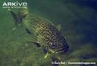 ARKive - Eastern freshwater cod photo - Maccullochella ikei - G119348
