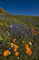 Lake Elsinore Hills,
