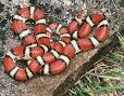 Snake - Wikipedia, the free encyclopedia