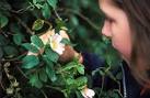 Bach Flower Remedies are