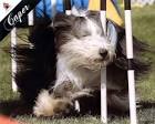 BCCA National Specialty Agility Trials