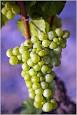 The Chardonnays of California - NYTimes.