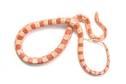 Albino Corn Snake for Sale