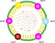 <b>Lipoprotein</b>