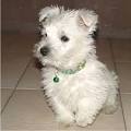 West Highland White Terrier Puppies Breeders Westie White Terriers
