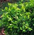 Coca Plant