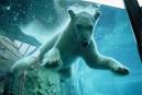 Central Park Zoo Is A Great Place For A Stroll