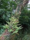 Polypodium vulgare is a common fern which grows from a horizontal rhizome - via Daymix