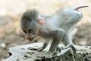 Baby mandrill born at Rome's Bioparco Zoo - latimes.
