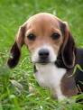 Pocket Beagle Information and Pictures, Pocket Beagles, Mini ...