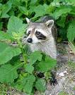 ClarkVision Photograph - Curious Racoon