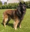 Belgian Shepherd Dog (Tervuren) - Wikipedia, the free encyclopedia