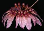 Bulbophyllum longiflorum