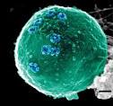 Image competition   Article   Nature Reviews Molecular Cell Biology