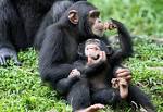 The youngest members of the chimp tribe, wrestling with each other. - via Daymix