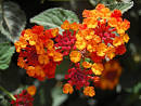 the most beautiful flower in the world