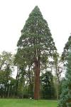 File:<b>Sequoiadendron</b> giganteum