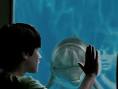Dolphin Tale