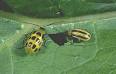 Cucumber Beetles | University of Kentucky Entomology