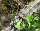SU2707 : Sand Lizard in the - via Daymix