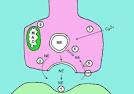 ADRENERGIC PHARMACOLOGY