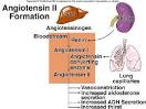 Urinary System