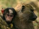 Baboons, Baboon Pictures, Baboon Facts - National Geographic