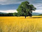 nature backgrounds 002 רקעים של טבע