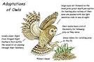 Owls -- Exploring Nature Educational Resource