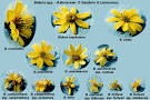 several species of <b>Bidens</b>