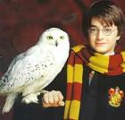 File:Harry-Potter-Hedwig.jpg - Harry Potter Wiki