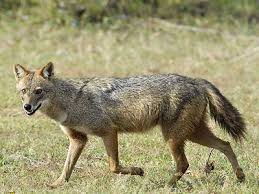 images?q=tbn:ANd9GcRJbMh-NEhPUn4T6gCheJz07n89sAxI6VaFSdphHg3c6KoN7w4&t=1&usg=__0q6-Qwk9SLyNjq8YL_6sc9_eNW0=