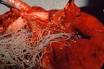 American Heartworm Society | What Is Heartworm Disease?