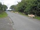 Rush hour at Cleeton St Mary. About as busy as it gets around here as the - via Daymix