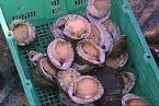  Abalone products,Senegal Abalone supplier
