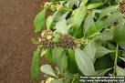 Photo: <b>Ilex paraguariensis</b> 2. | Henriette's Herbal Homepage