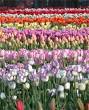 Tulip Time Festival, Holland, Michigan