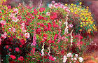 Rose Garden 3 Painting by Bo Li - Rose Garden 3 Fine Art Prints ...