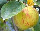 Sebastopol Gravenstein Apple: Sonoma's Terroir Enhances a Fruit's ...