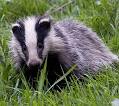Badger's Blog: To Badger Or Not To Badger: That Is The Question