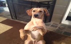 Bildergebnis für ‫سگ واقی وکربه واقی‬‎