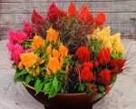 Homepage] <b>Celosia</b>